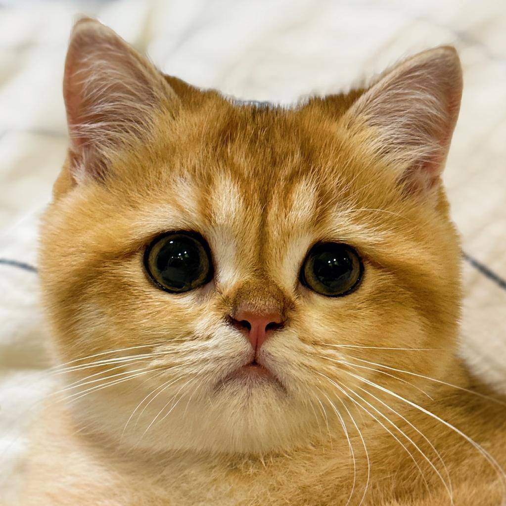 一堆四脚吞金兽