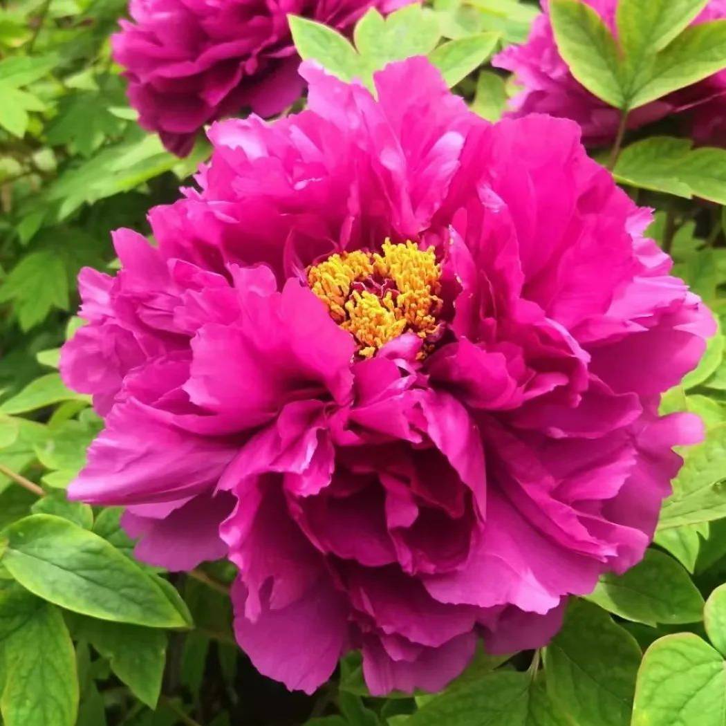 花开富贵呀ya
