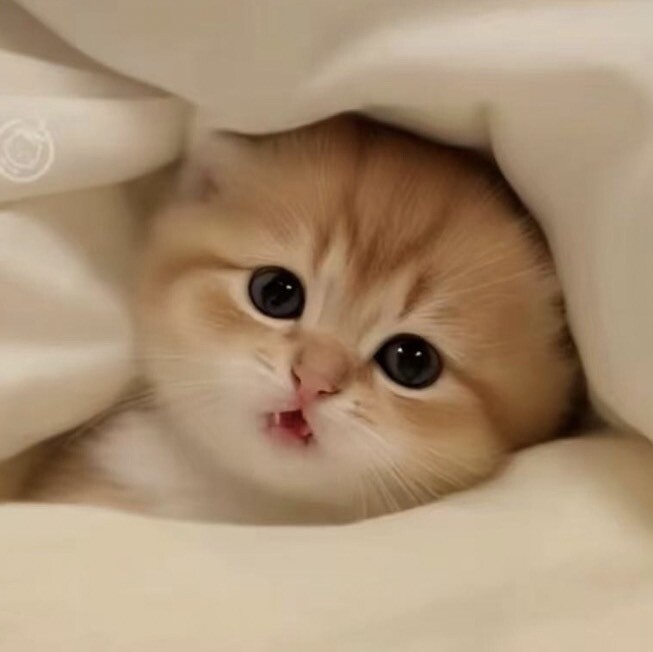 草原猎鹰8209