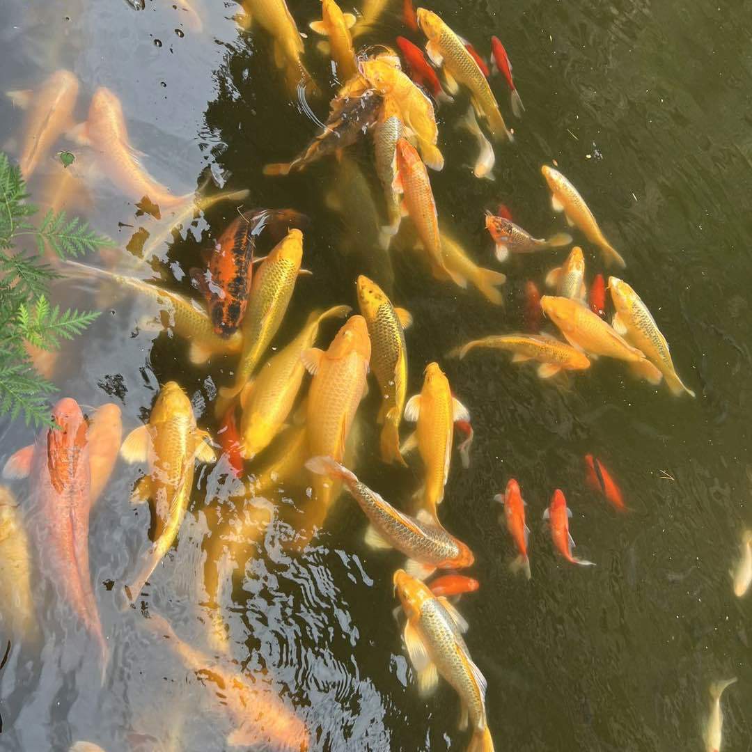 美麗的日常故事