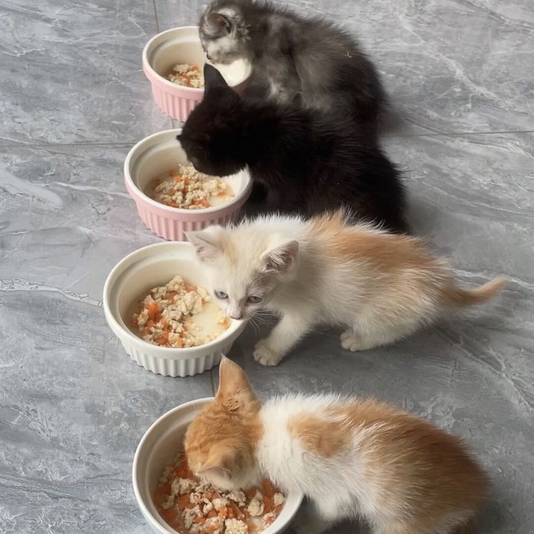 黑白灰黄四小只喵