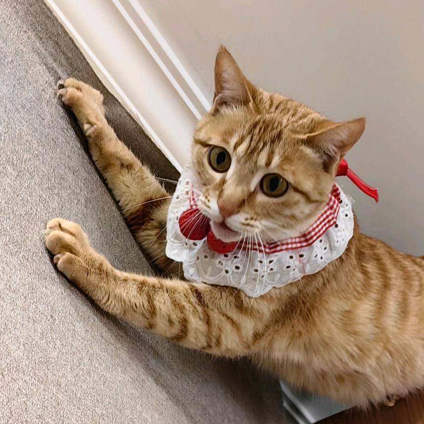 木子家的折腾猫