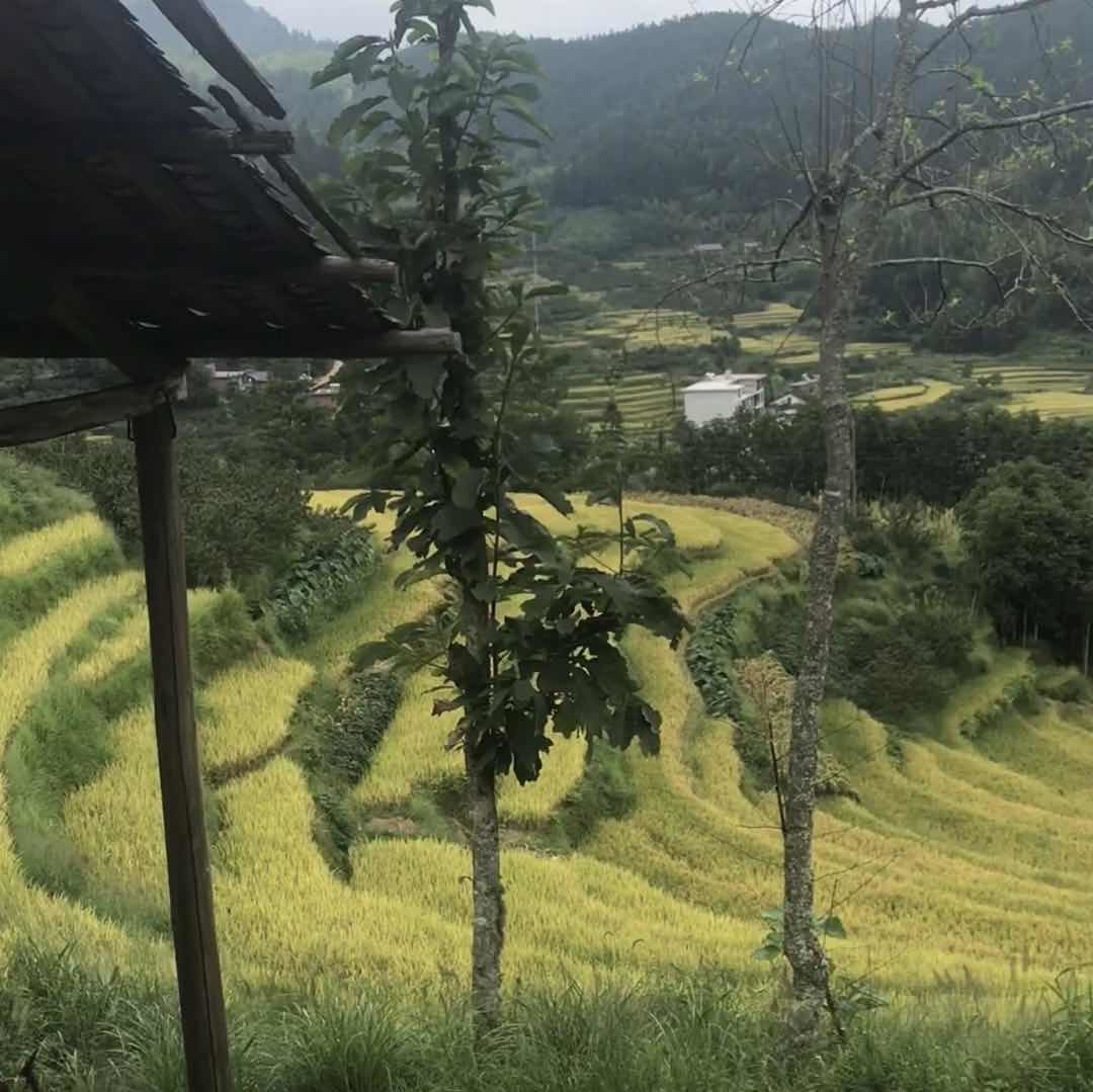 林回忆的梗