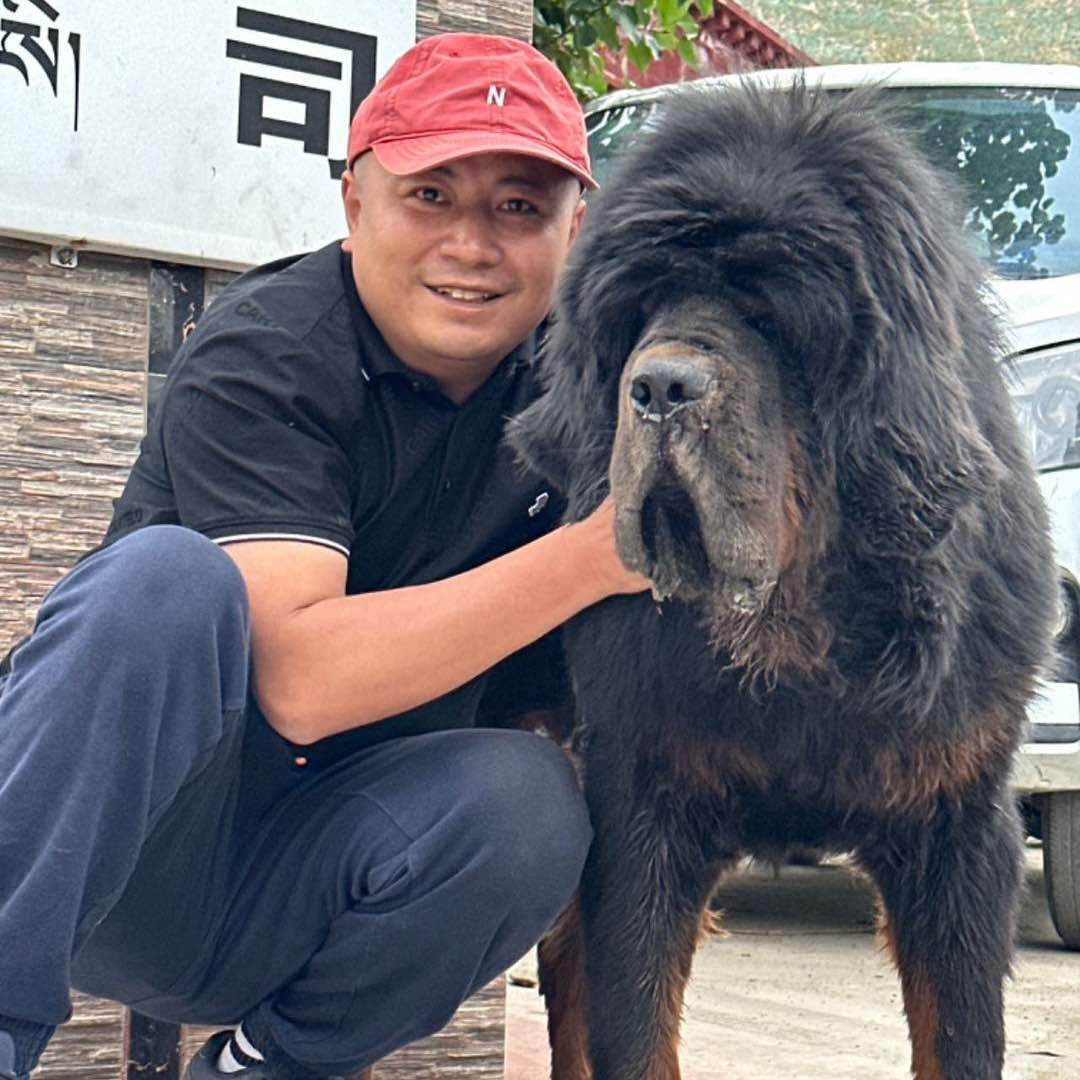 獒爸爸
