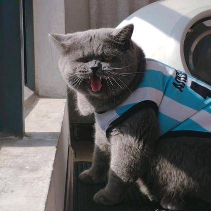 唐伯虎是只猫