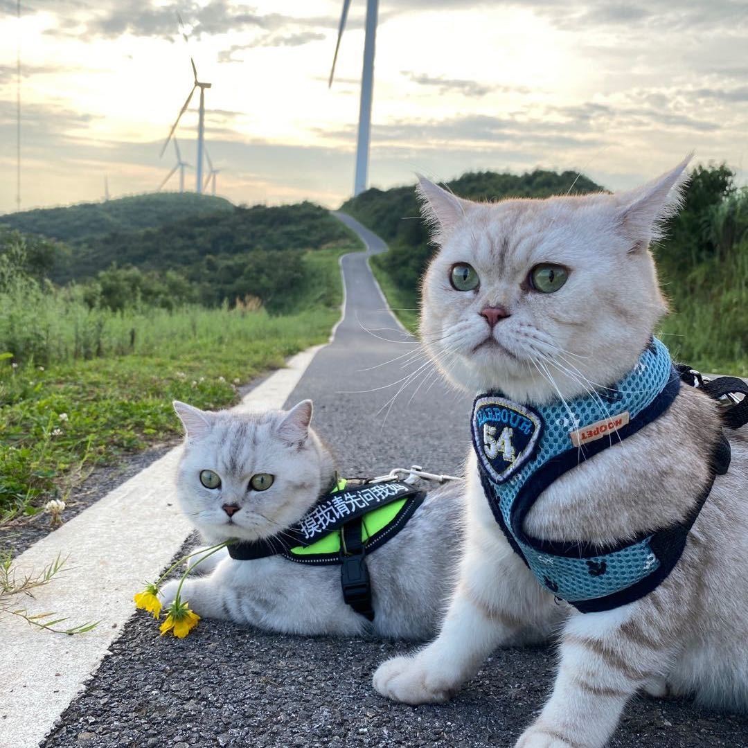 爱逛街的小阿咪