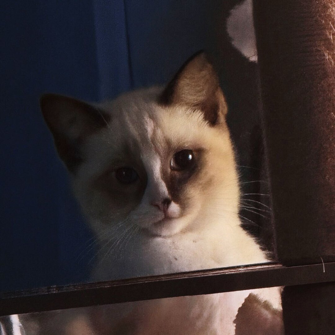 尼古拉斯--狗蛋儿