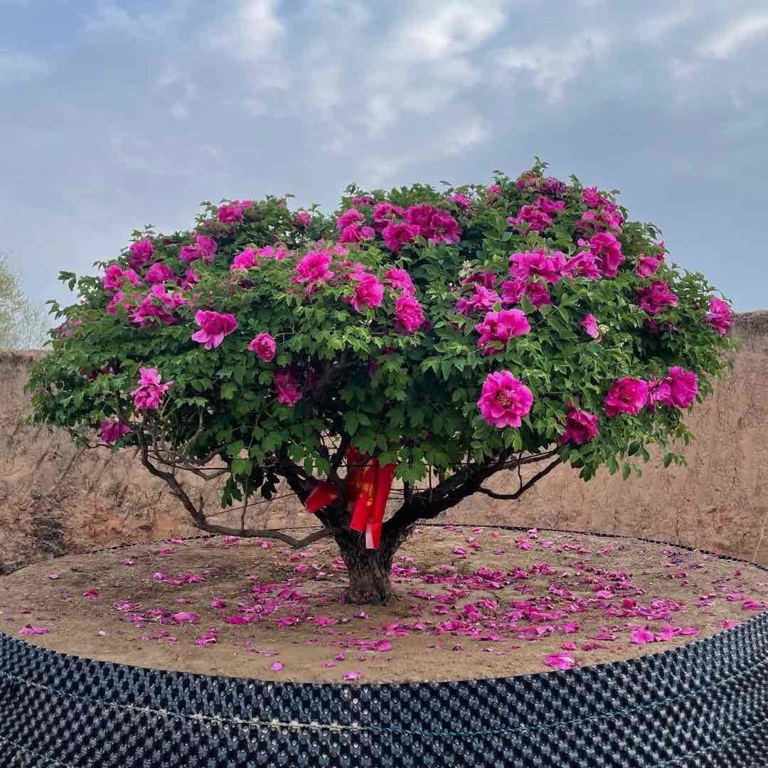 中丹国际花木有限公司