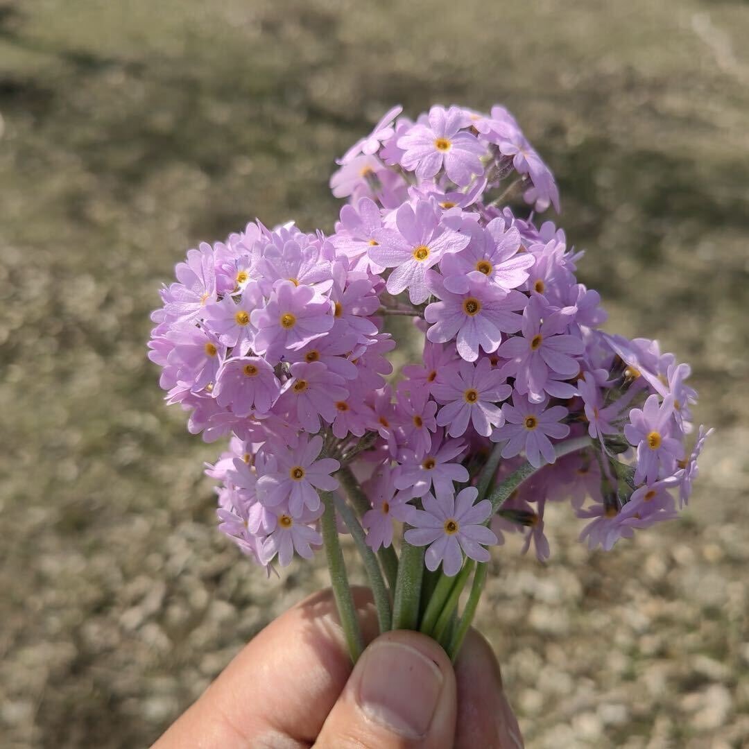 小亮阳阳日常生活