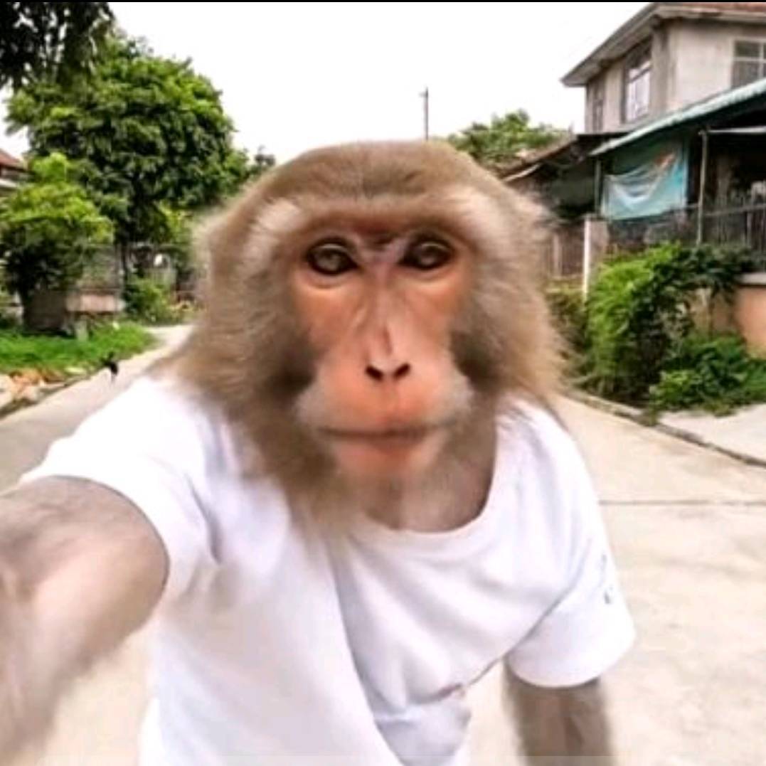猴子变的人