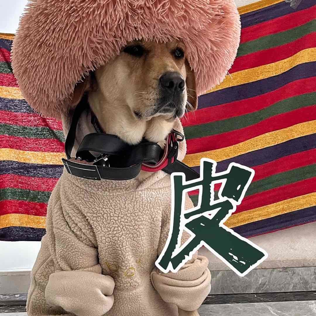 拉布拉多小皮