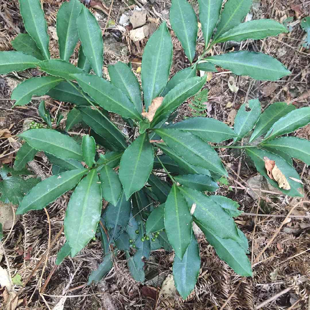 农村百草记