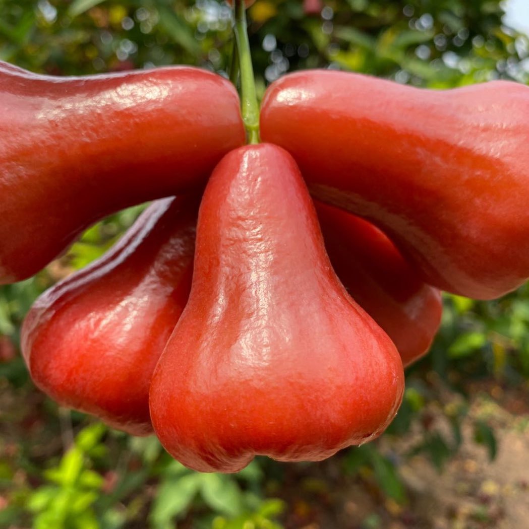 乡巴佬果果精选