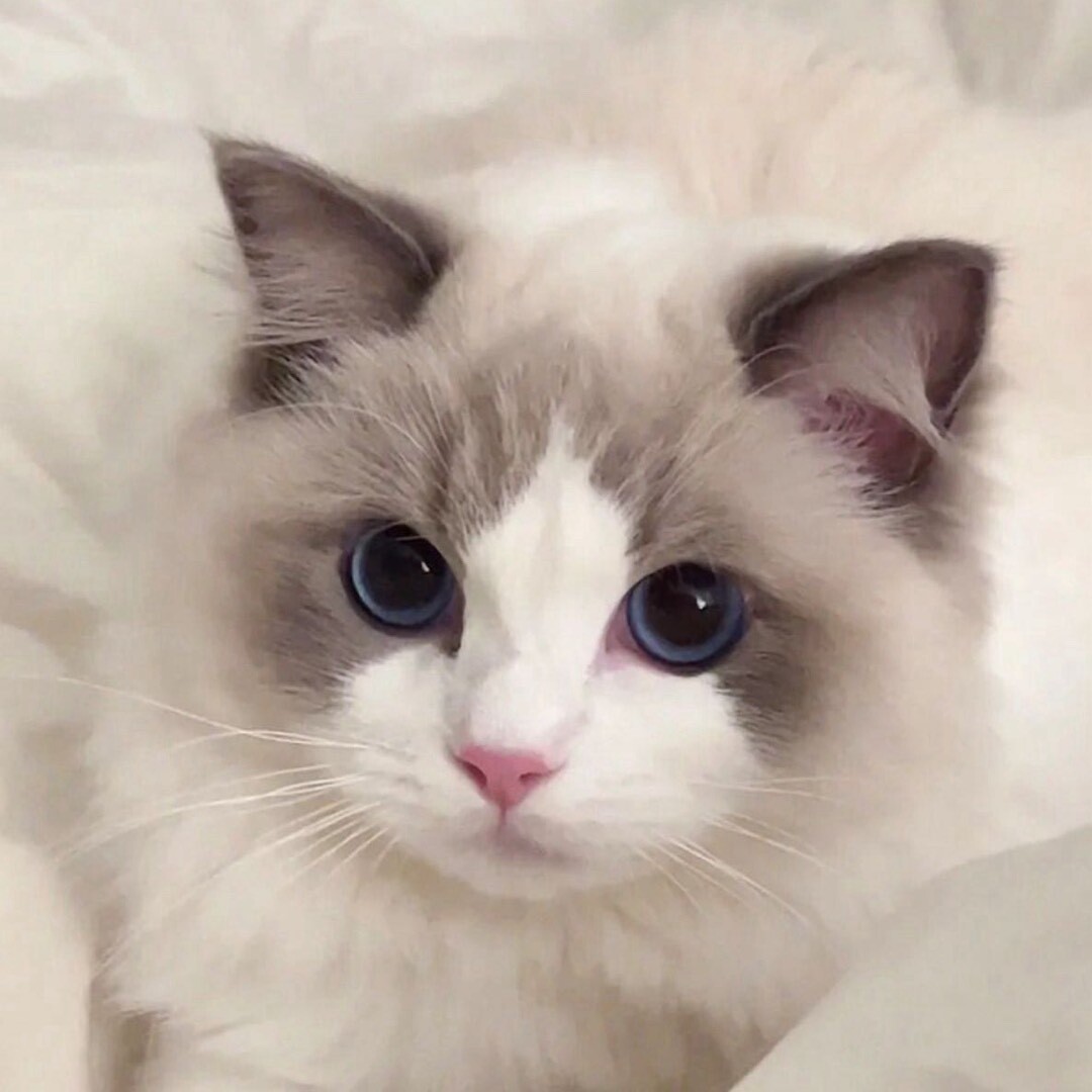爱吃糖的猫追剧