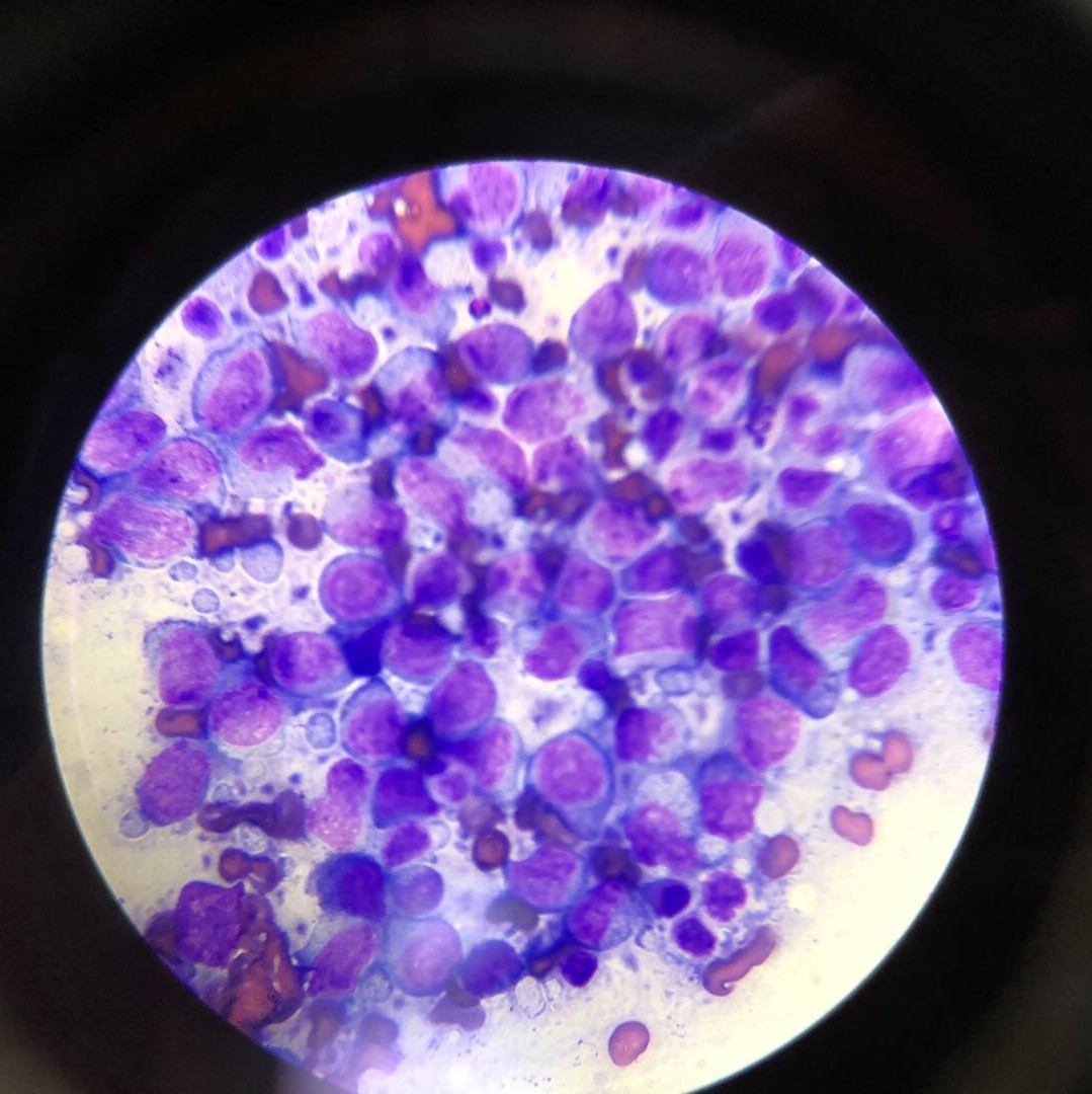 众心搞肿瘤的女兽医