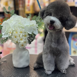 小乖寶一百分