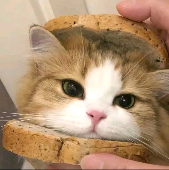 无边猫3253