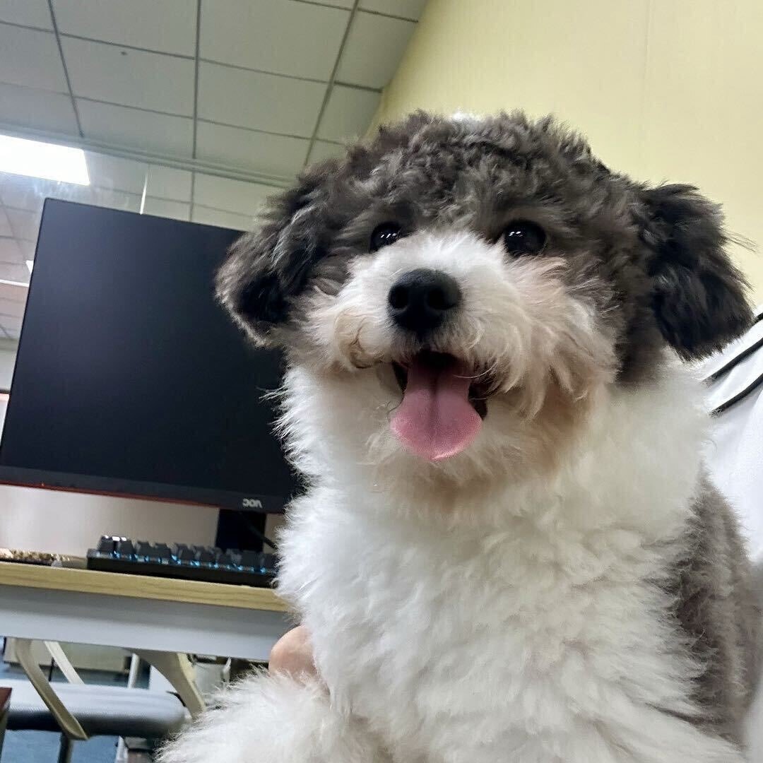 小咪咪猫猫呀