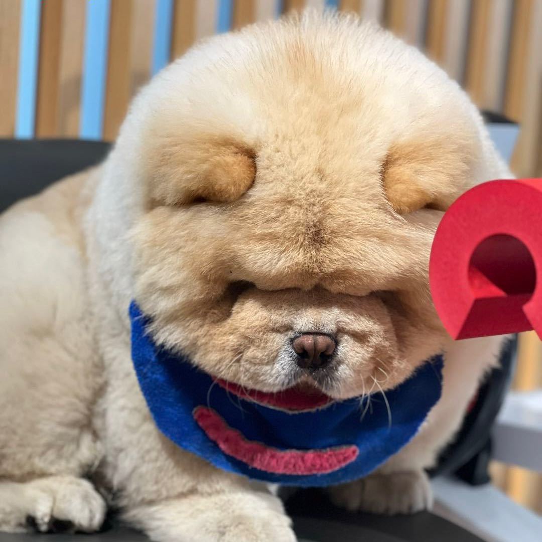 松狮伊万
