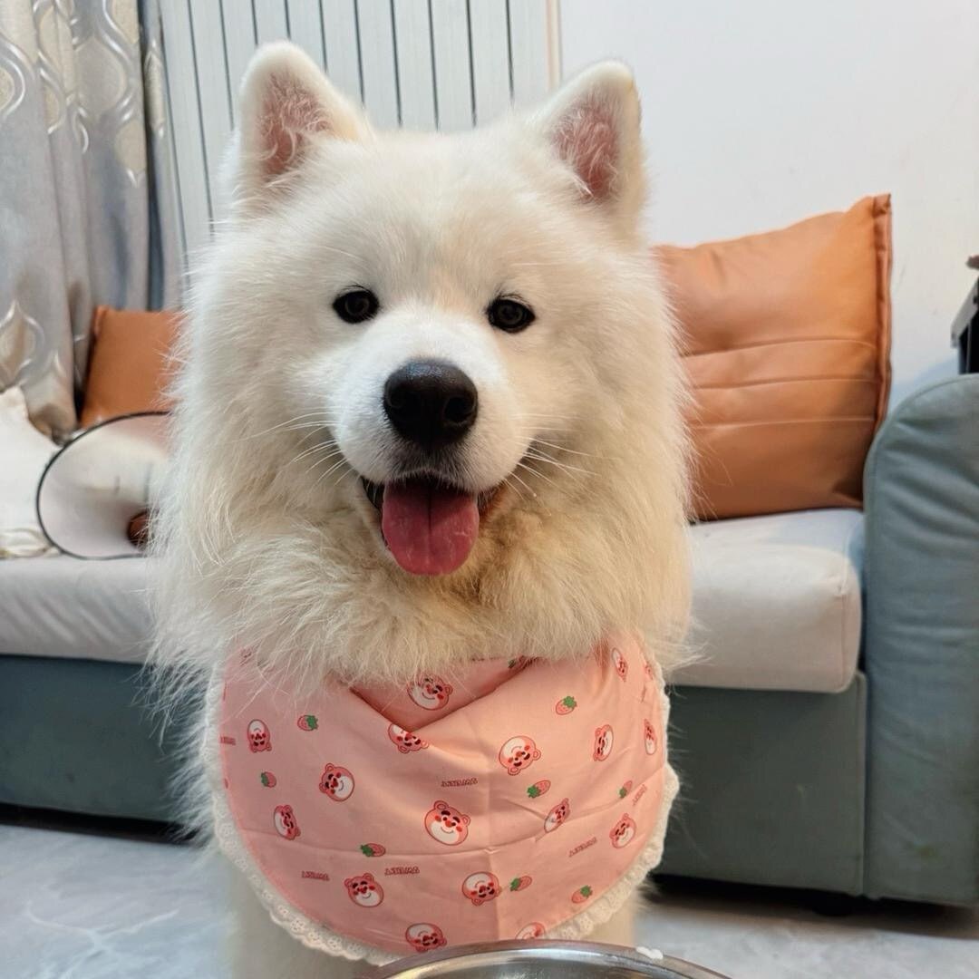 萨摩耶李妞妞