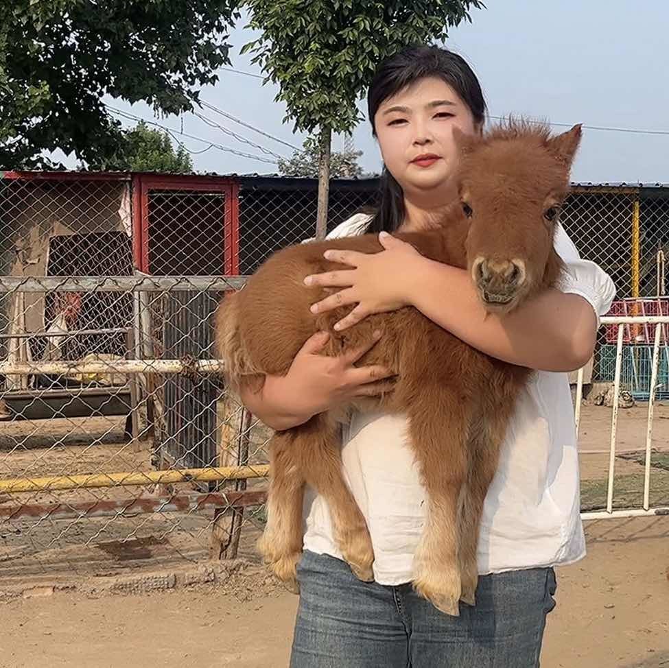 矮马骑乘马养马场