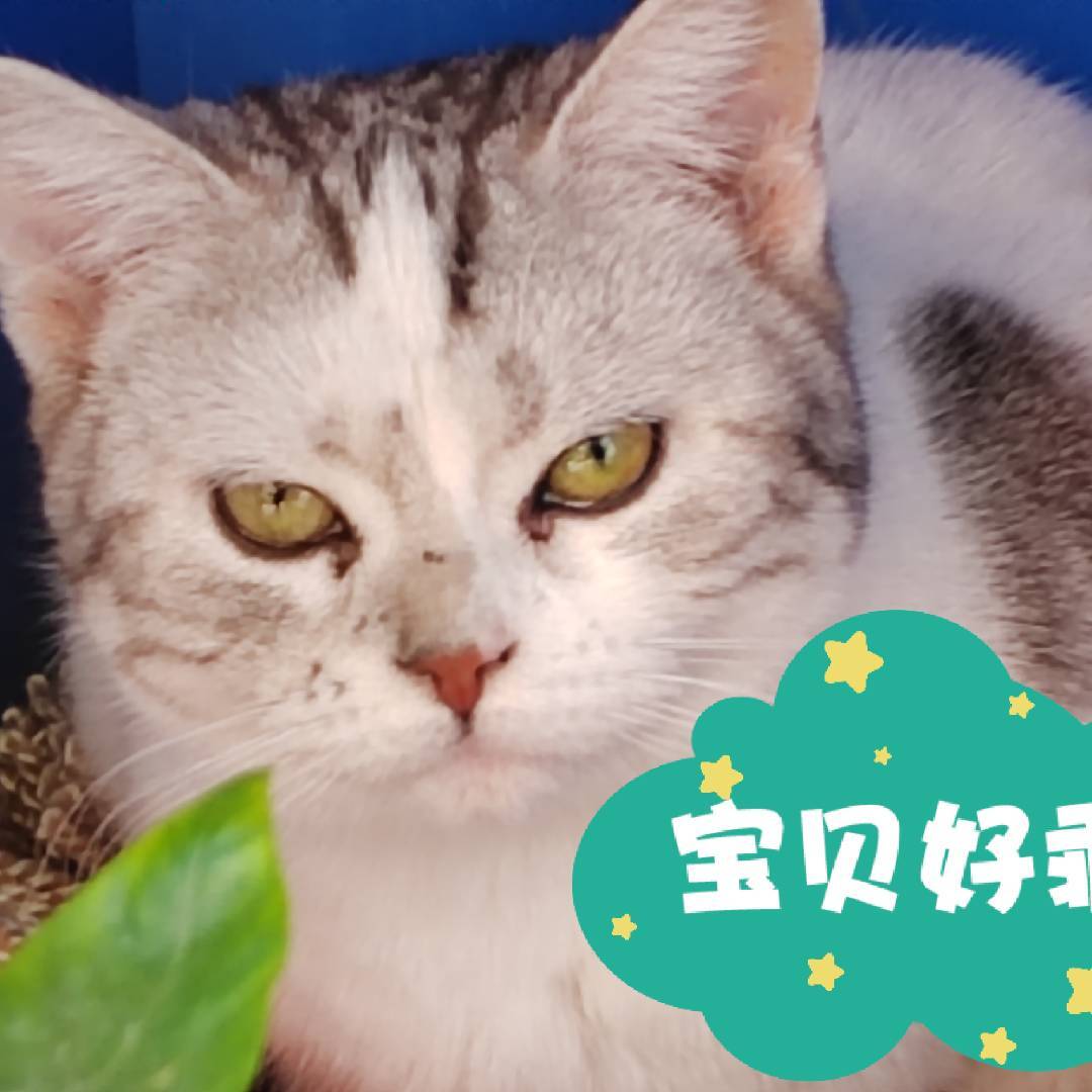干饭猫喵