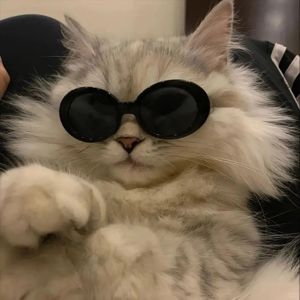 我的小猫可可6