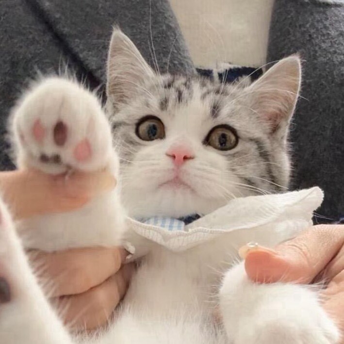 一口吃掉小咪咕