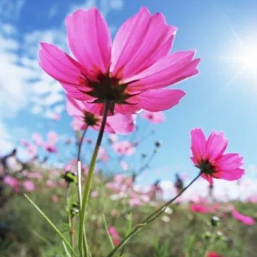 镜花风