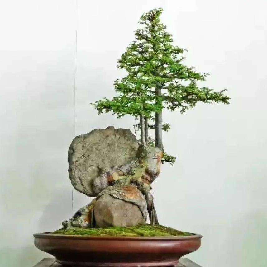 灰太狼&