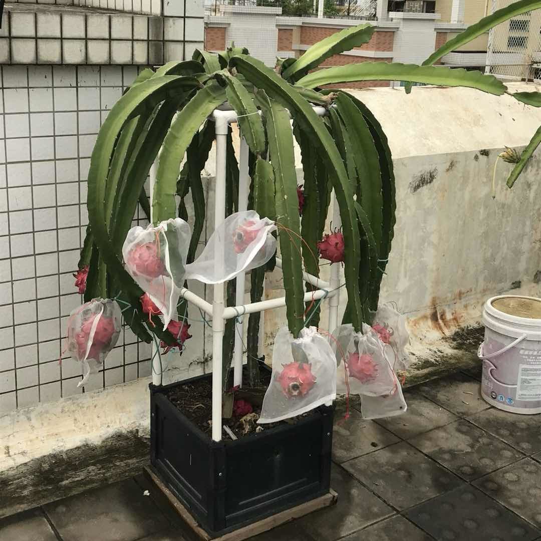 天台新农人