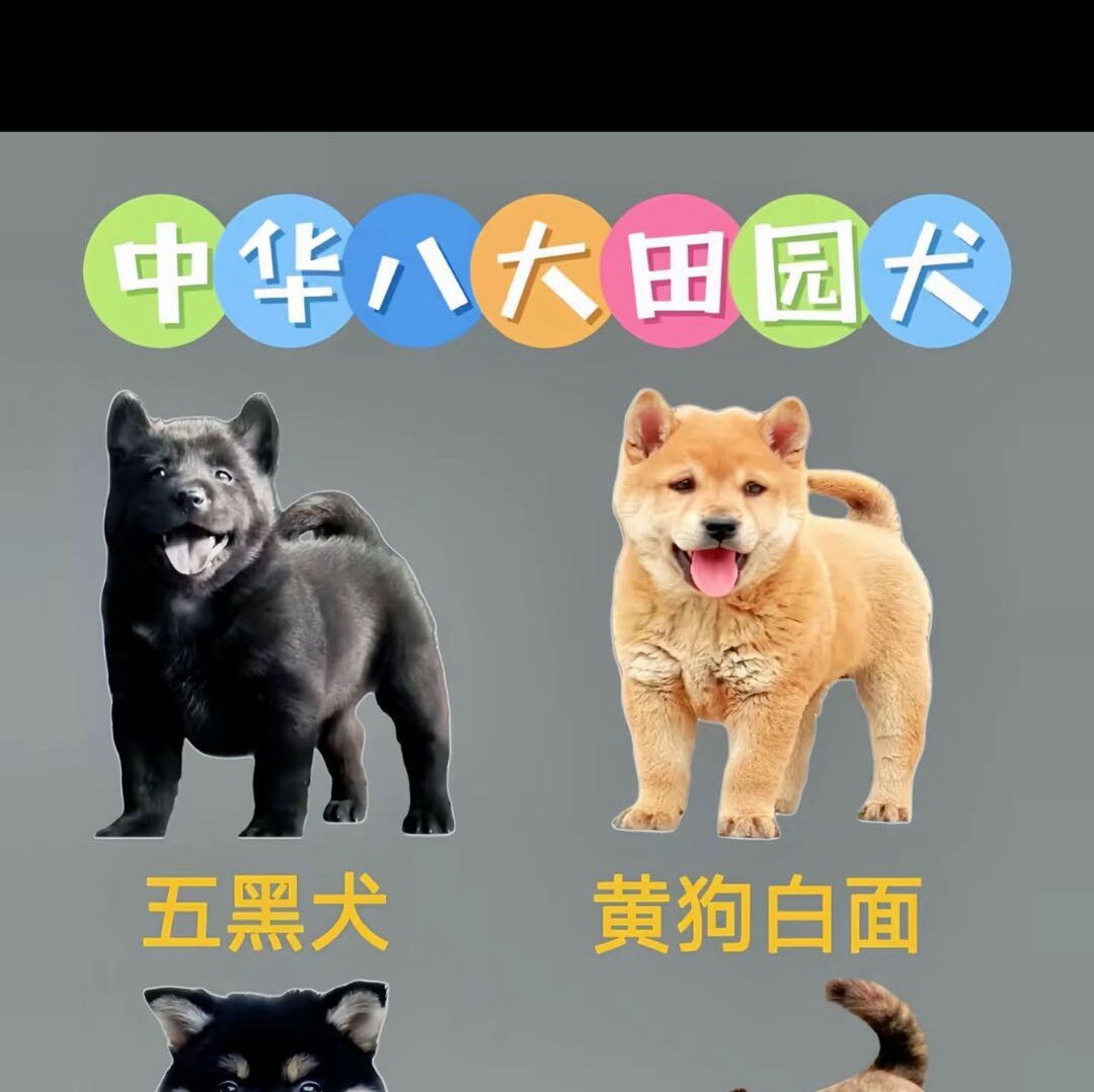 养狗的史老板