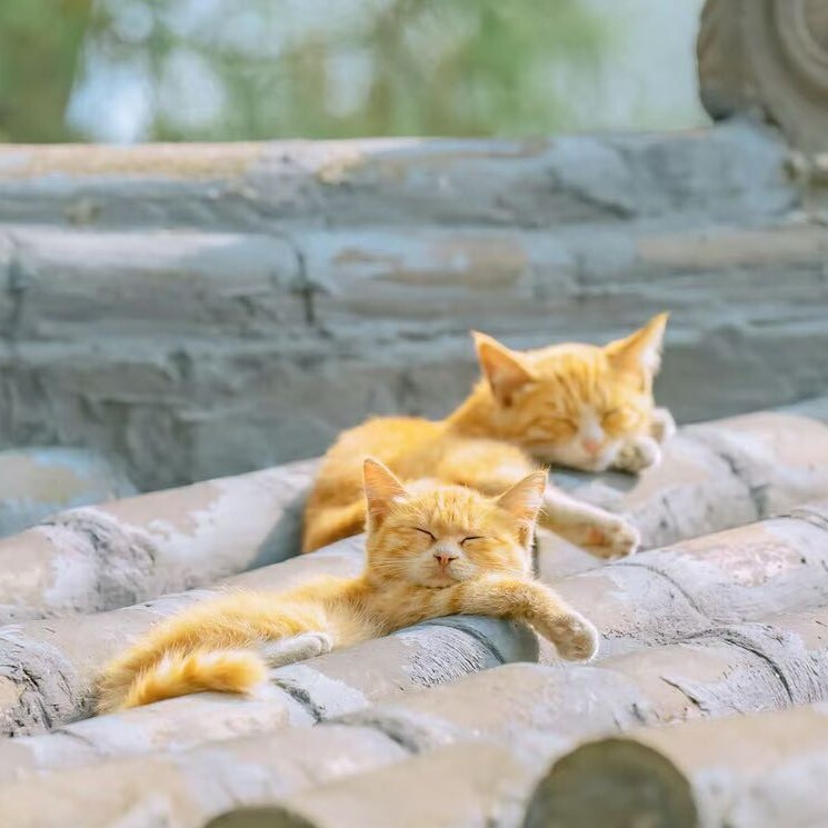 北窗一枕..