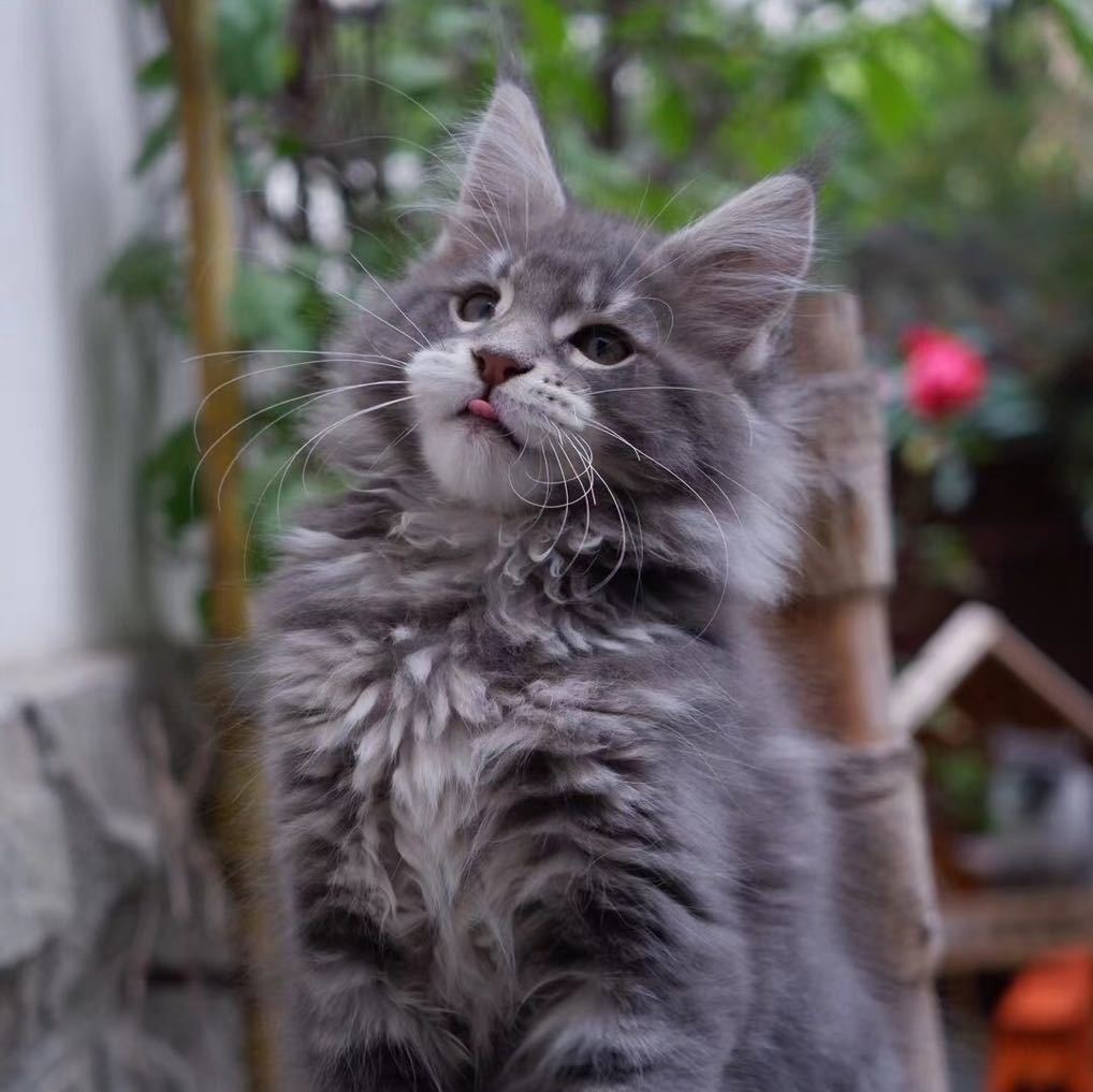 缅因猫繁育猫舍