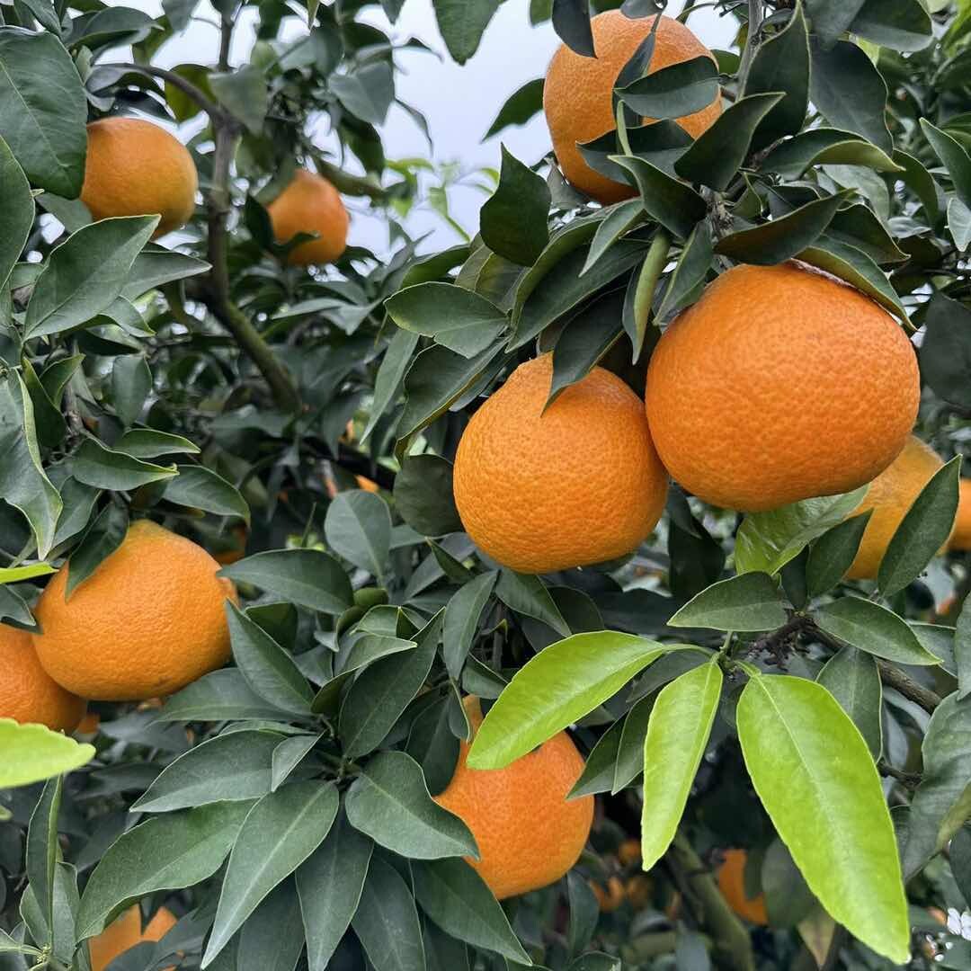 阿昆带你吃水果