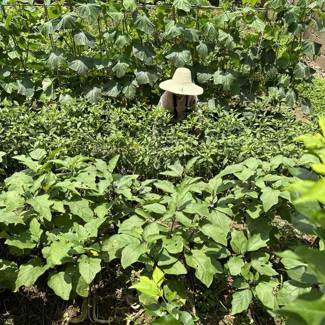 叶子的小院