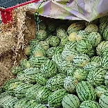 西瓜种植小荆