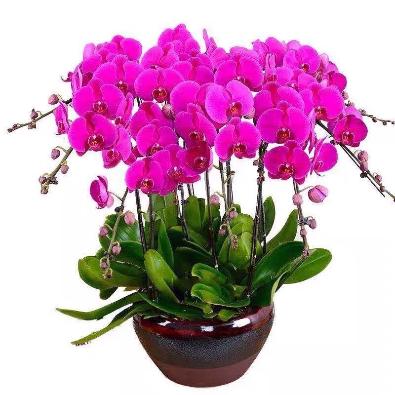 亮亮花卉苑