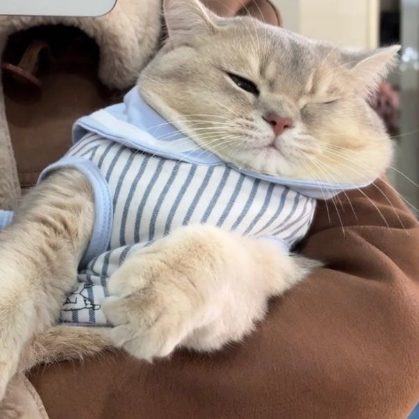 小肥肥猫日记