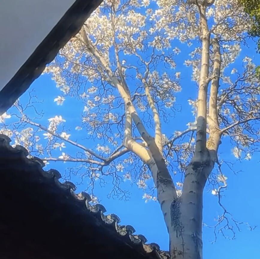 秋月瑟瑟落木