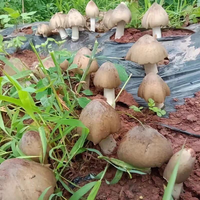 采蘑菇的小妹