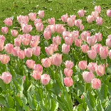 佛山桂城爱跳舞的陈老师