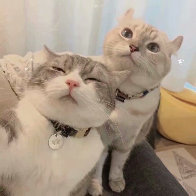 微观小新
