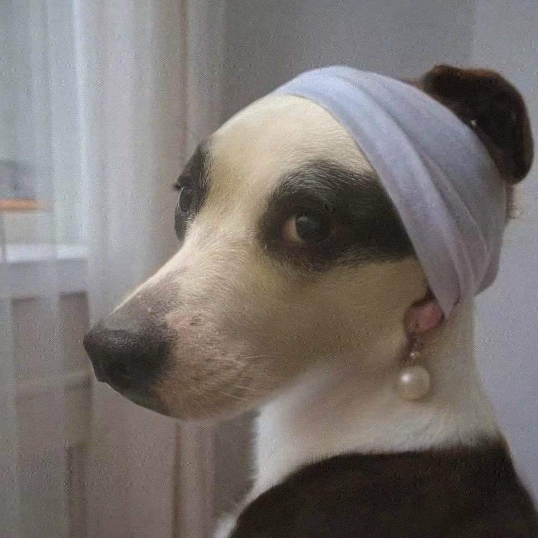 狗妹兒Iggy