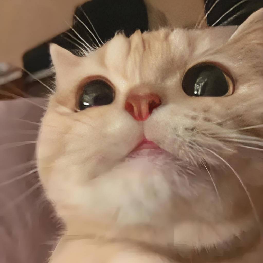 猫meme生活方式