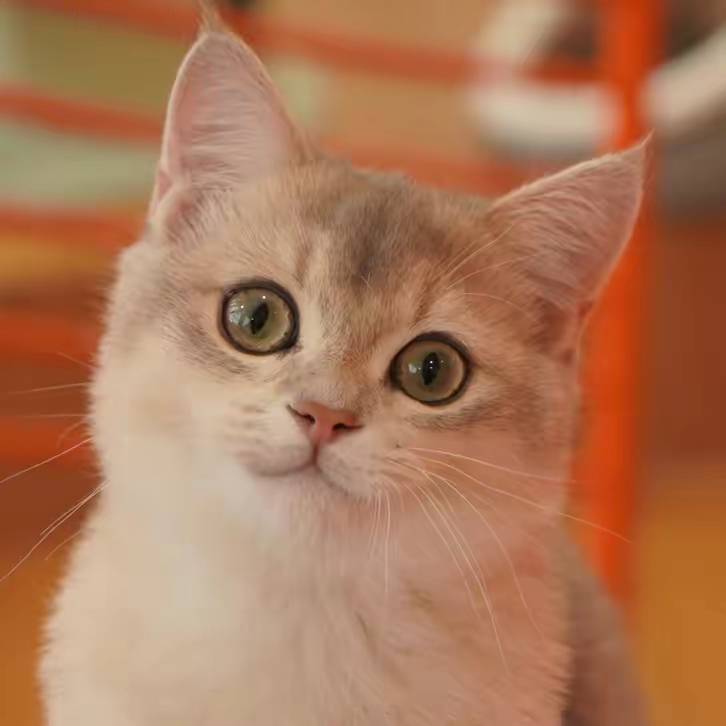 社畜养猫