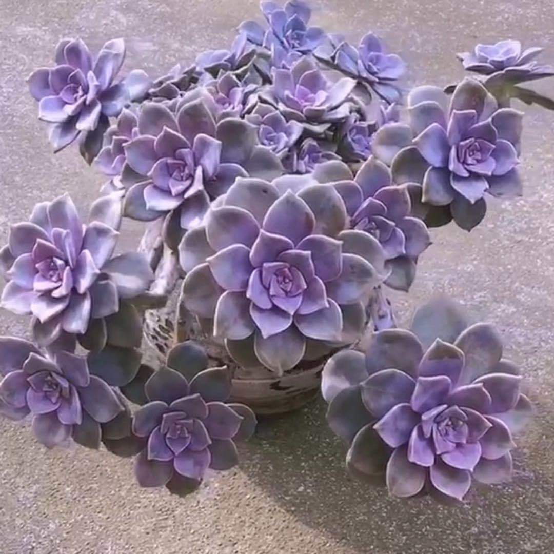 睿的小院