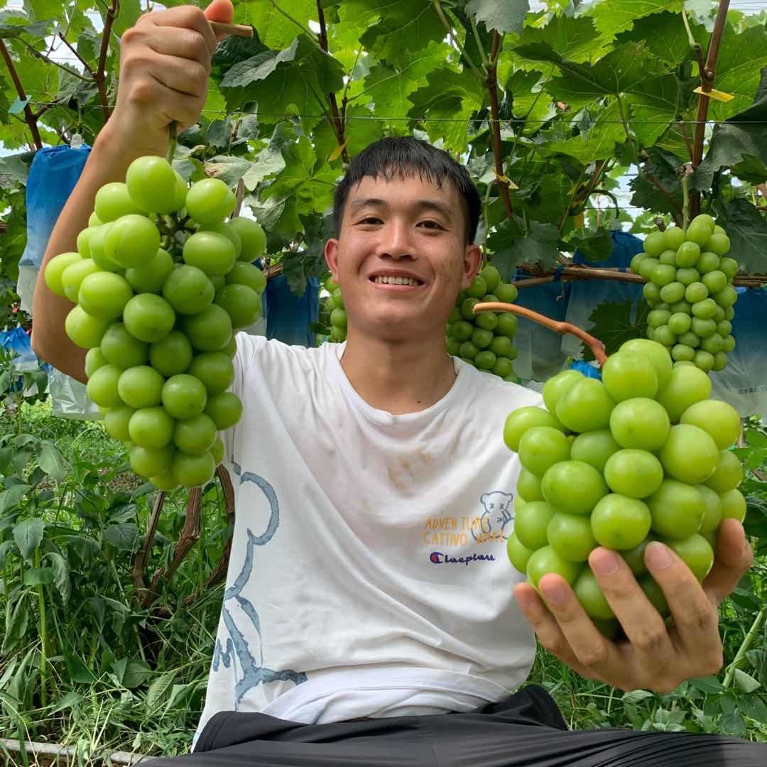 家乡的水果熟了