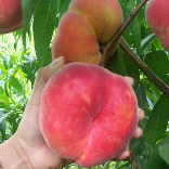 农大果园管理瓜果蔬菜技术分享