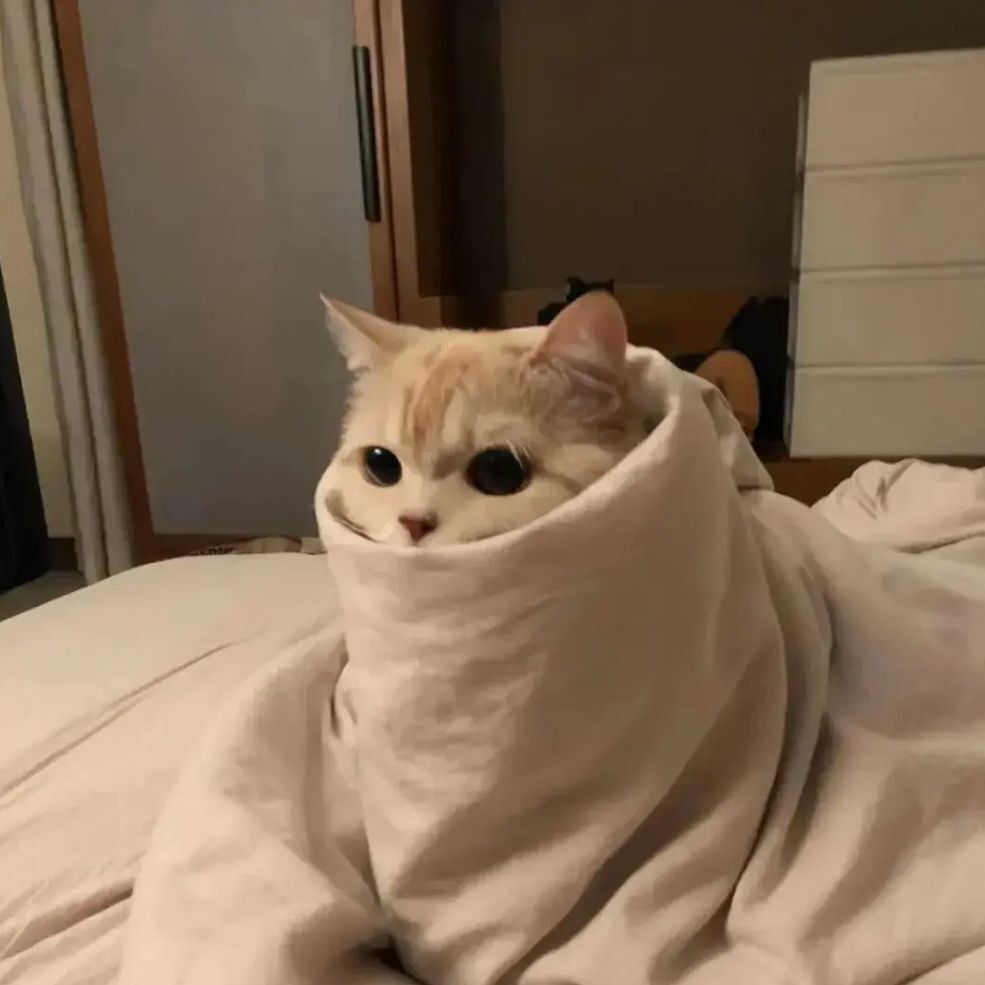 我的小猫叫年年06